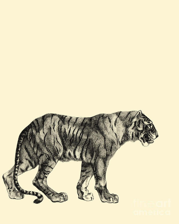 Wildlife Digital Art - Walking Tiger by Madame Memento