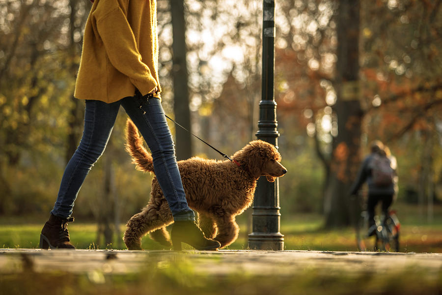 Walking time in the park for red poodle and its owner Photograph by Fotostorm