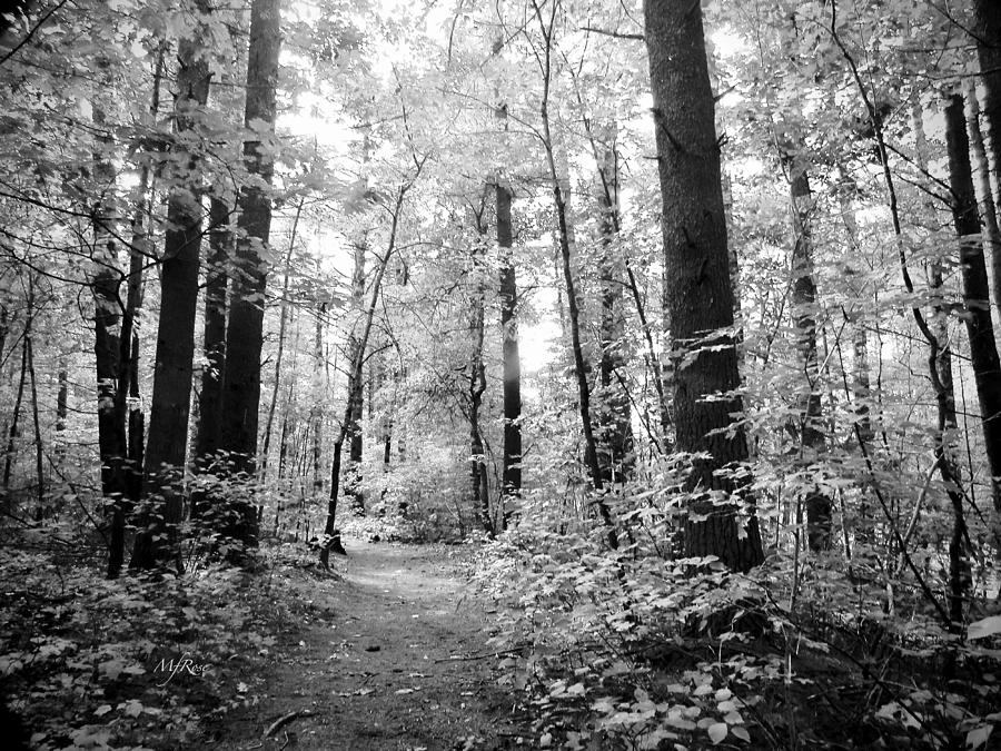 Walking Trail Black and White Photograph by Maureen Rose - Pixels