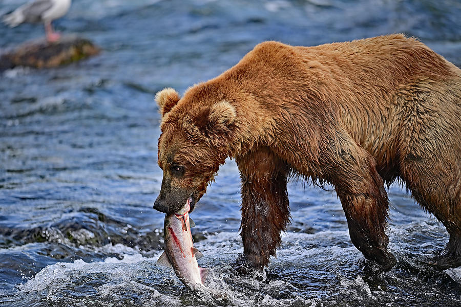 Walking with  the Catch - Alaska Bear Photograph by Amazing Action Photo Video
