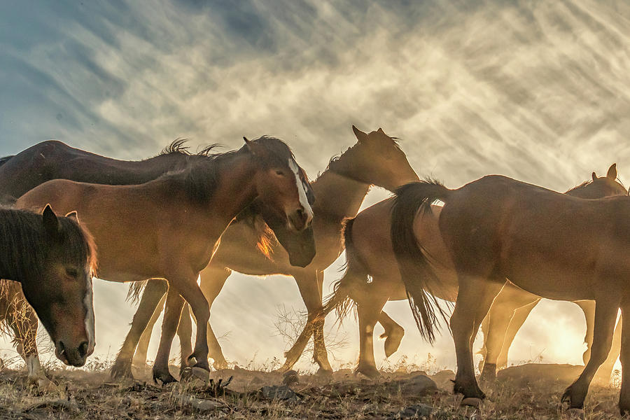 Walking With The Horses at Sunset Photograph by Marc Crumpler