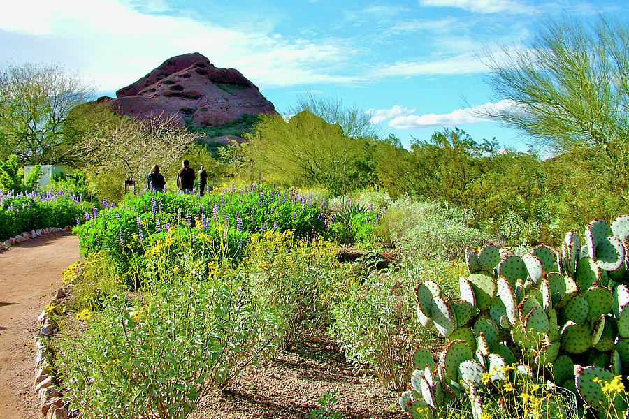 Walkway in Phoenix Desert Botanical Garden, Arizona Photograph by Ruth ...