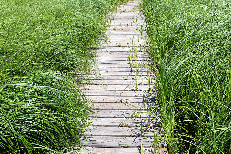 Walkway Through Grass Photograph By Randy Rambo