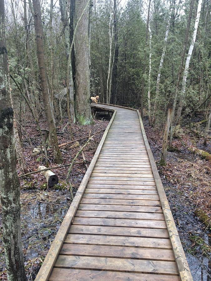 Walkway to Heaven Photograph by Paige Honey - Fine Art America