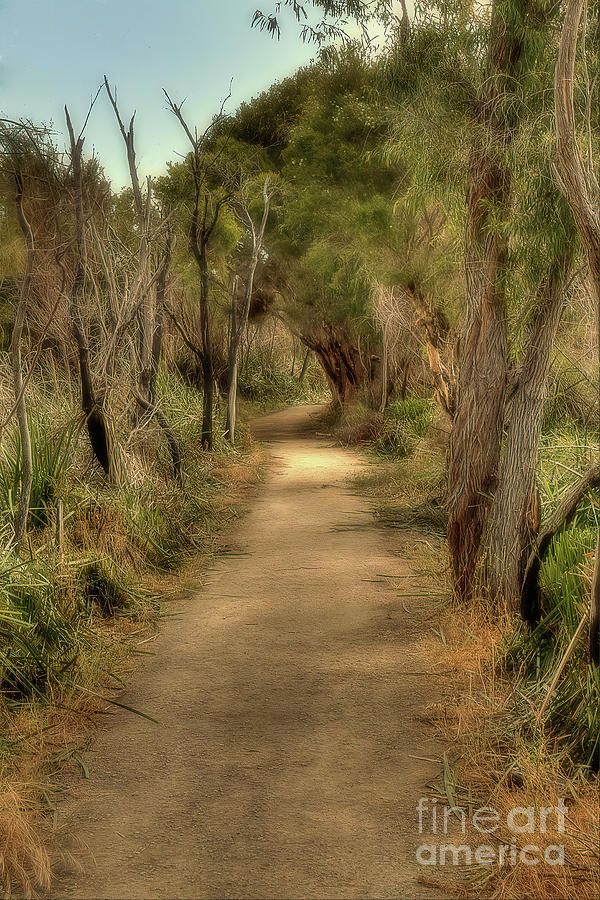 Walkway, Yanchep National Park, Western Australia Photograph by Elaine Teague
