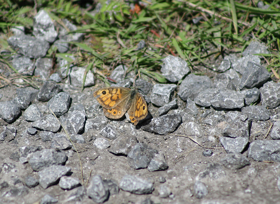 Wall Brown Photograph by Callen Harty