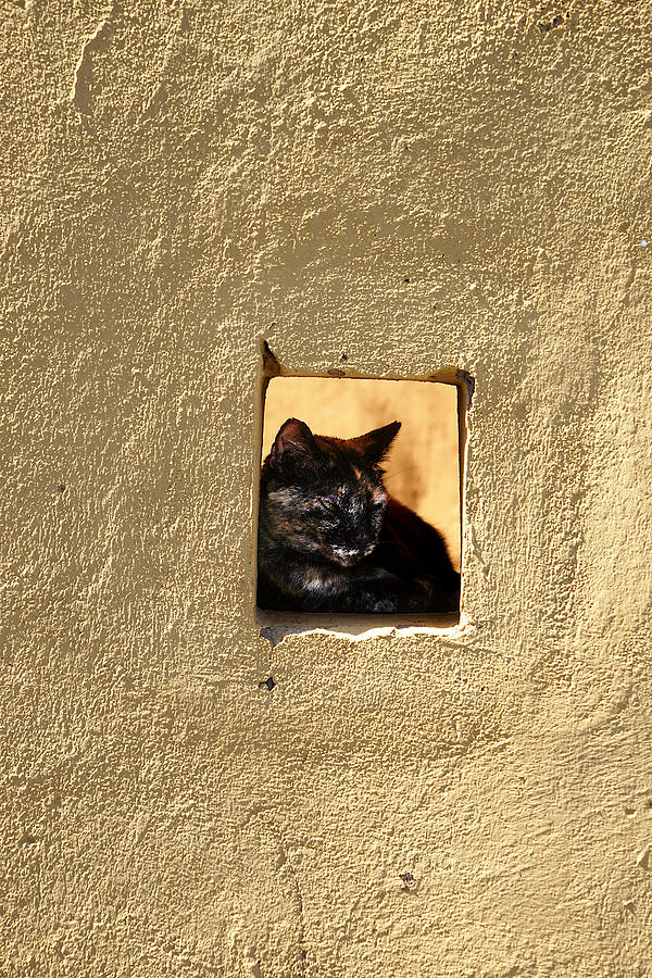 Wall Cat Photograph by Richard Reeve