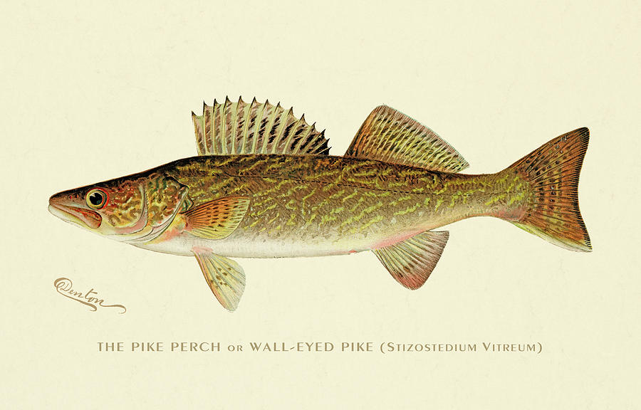 Wall Eyed Pike Digital Art by Gary Grayson