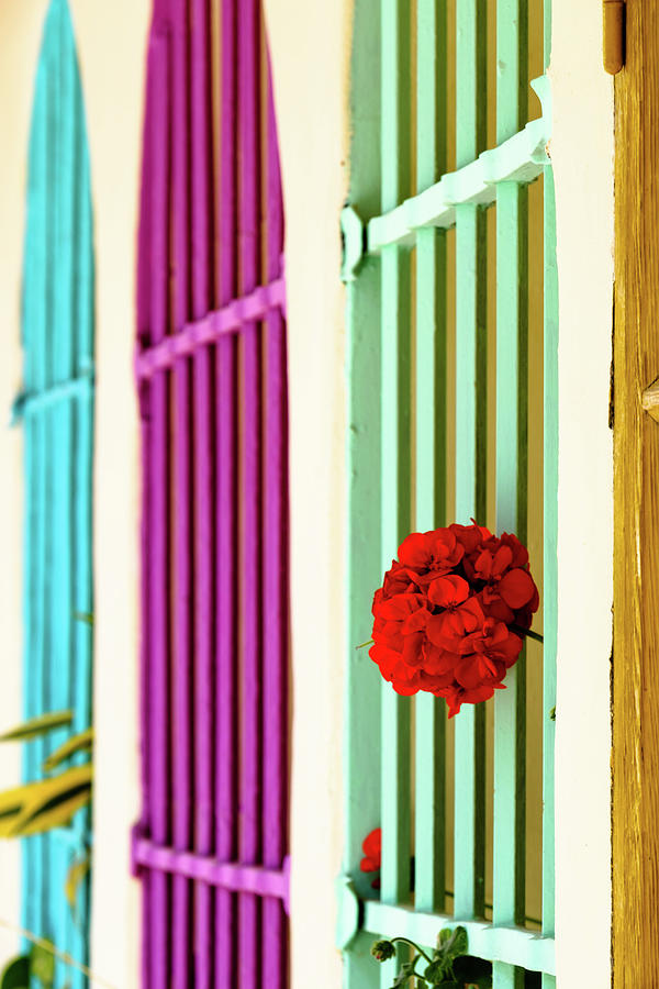 Wall flower Photograph by Gary Browne
