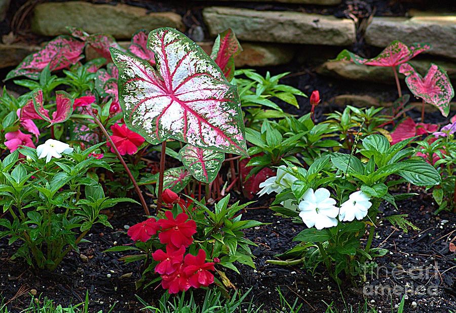 Wall Garden of Impatiens and Giant Caladium Leaves - 1a Photograph by ...