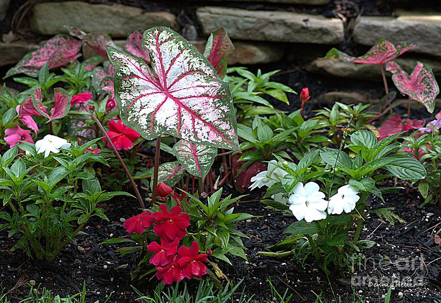 Wall Garden Of Impatiens And Giant Caladium Leaves Photograph By Dennis 