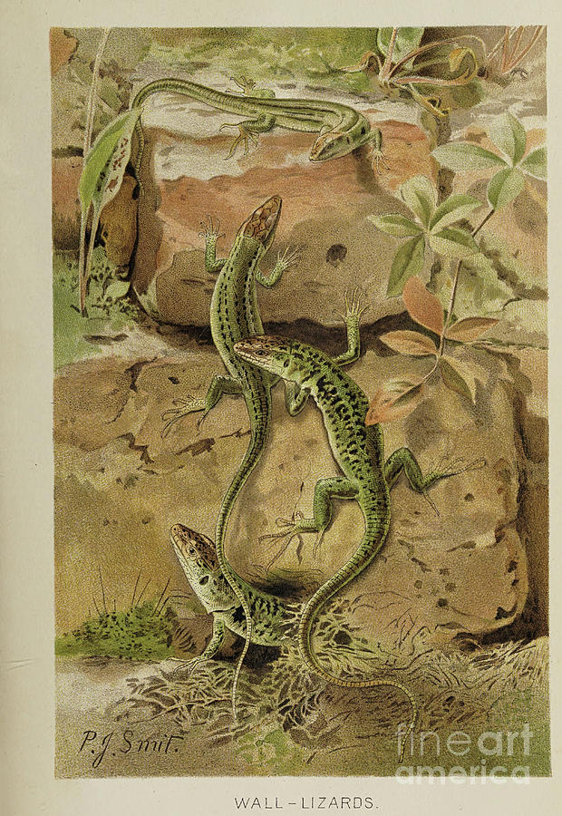 Wall Lizards f3 Drawing by Historic Illustrations - Pixels