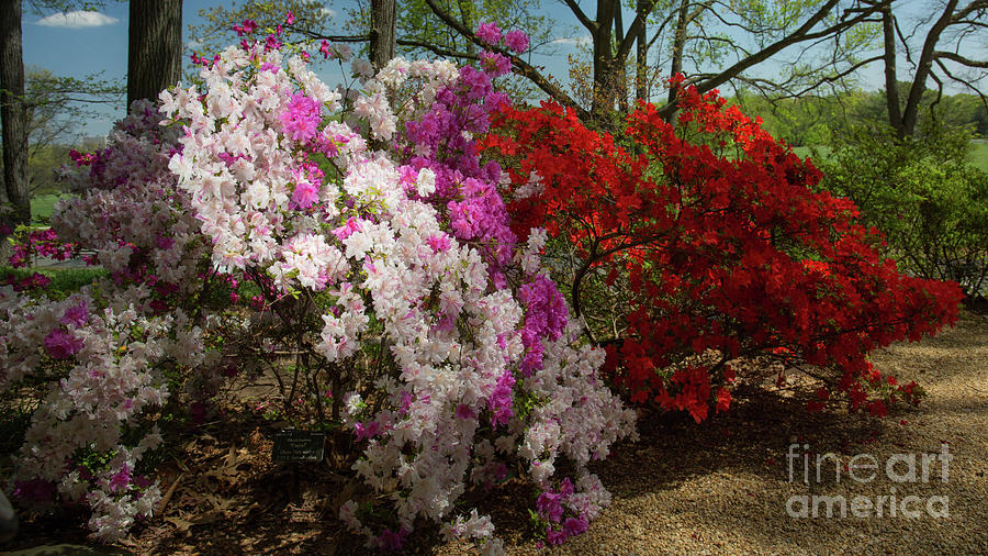 Wall of azaleas Photograph by Agnes Caruso