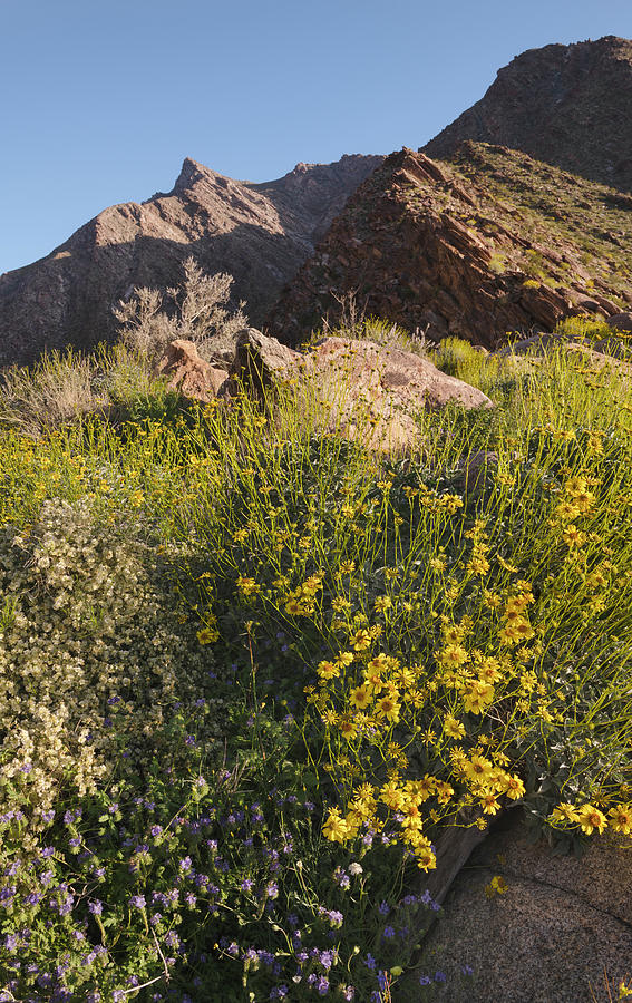San Diego Photograph - Wall of bloom along Palm Canyon Trail by William Dunigan