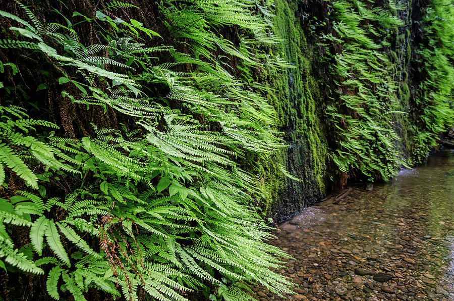 Wall of Ferns Photograph by Margaret Pitcher
