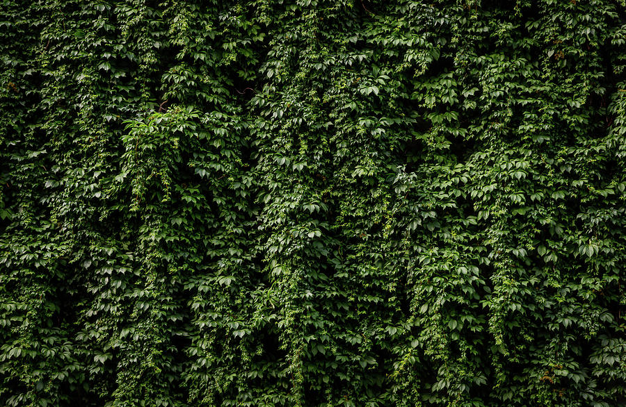 Wall Of Green Photograph by Nicklas Gustafsson