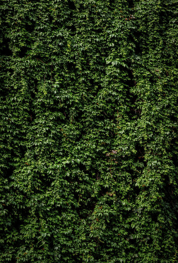 Wall Of Green - Vertical Photograph by Nicklas Gustafsson