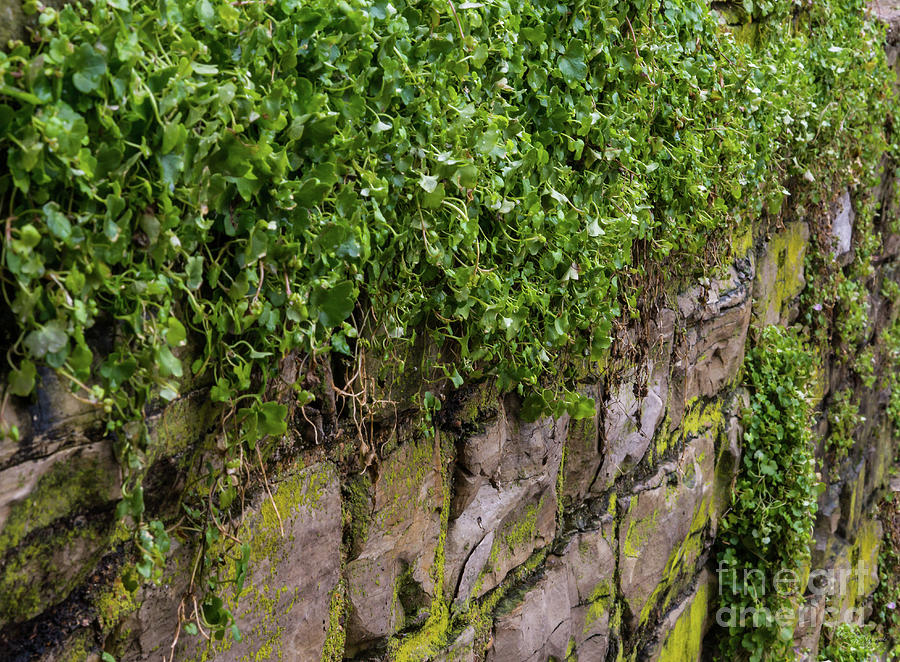 Wall Of Ivy Photograph by Jennifer White