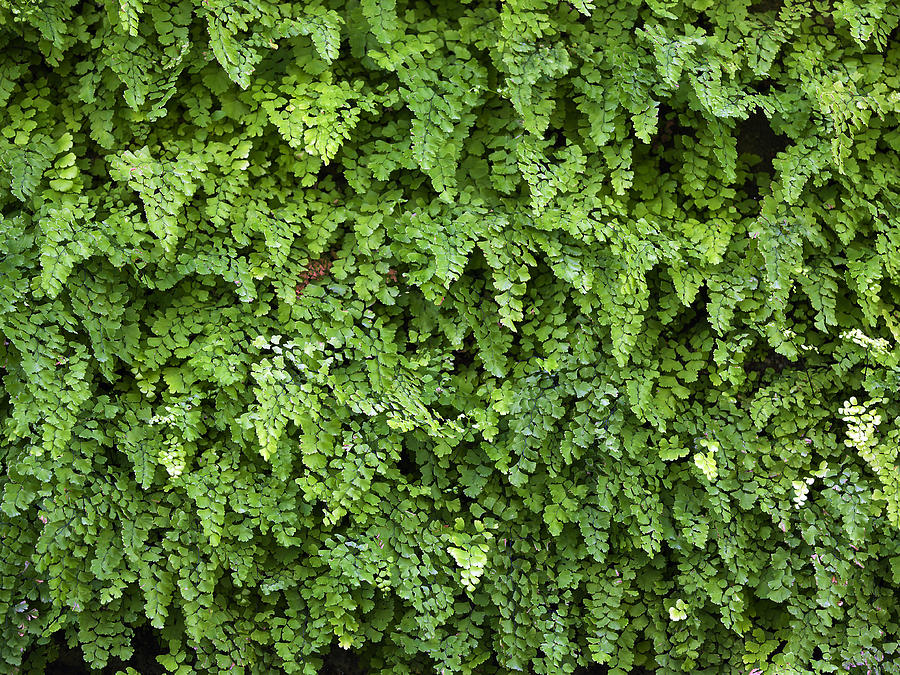 Wall of maidenhair ferns Photograph by DigiPub