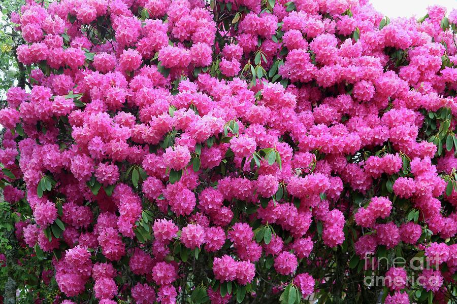 Wall Of Pink Rhododendrons Photograph