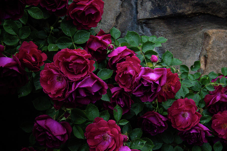 Wall of Roses Photograph by Heather Bettis
