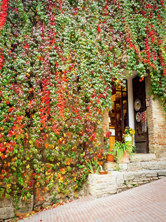 Wall of Vines Photograph by Eggers Photography