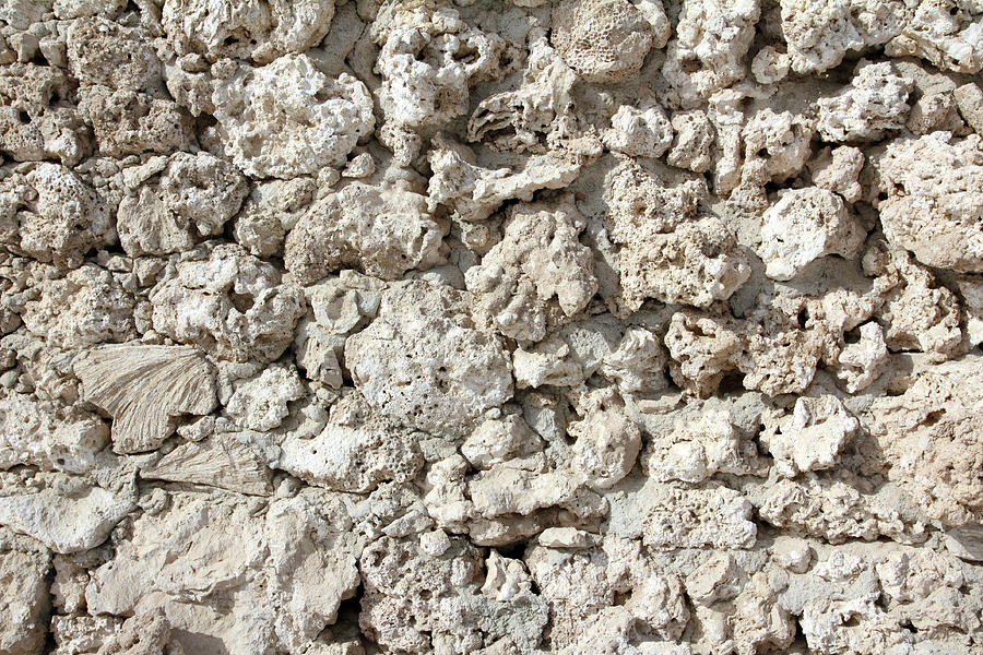 Wall Of Weird Fossilized Seashells And Corals Relief by Mikhail Kokhanchikov