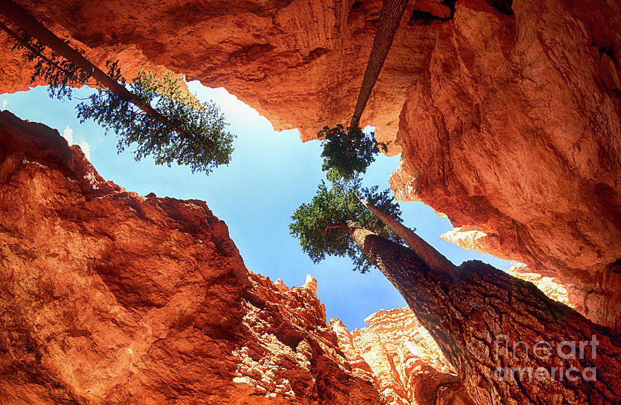 Wall Street Bryce Canyon Photograph by Bob Christopher