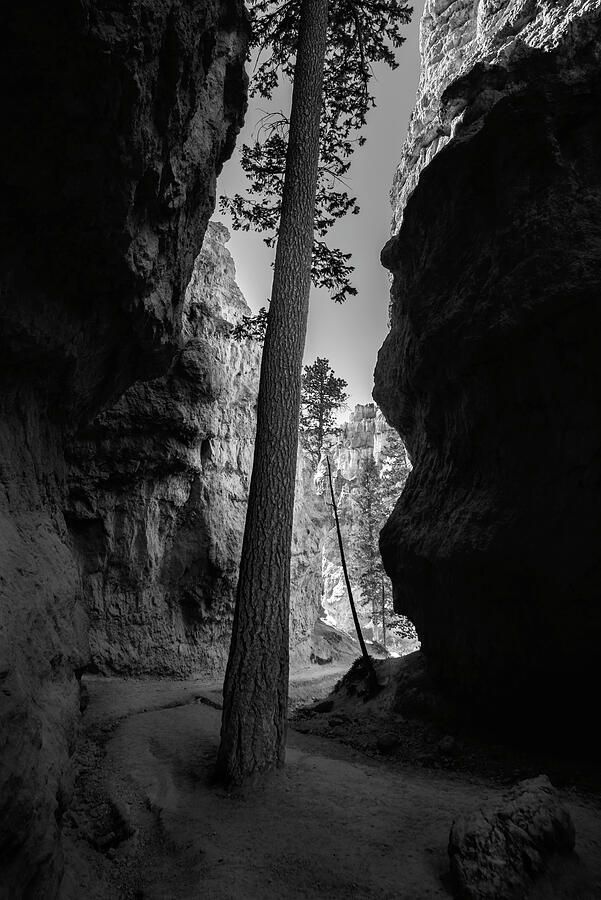 Wall Street - Bryce Canyon Photograph by Photos By Thom