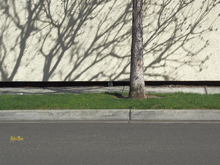 Wall Tree Shadow Photograph by Richard Thomas