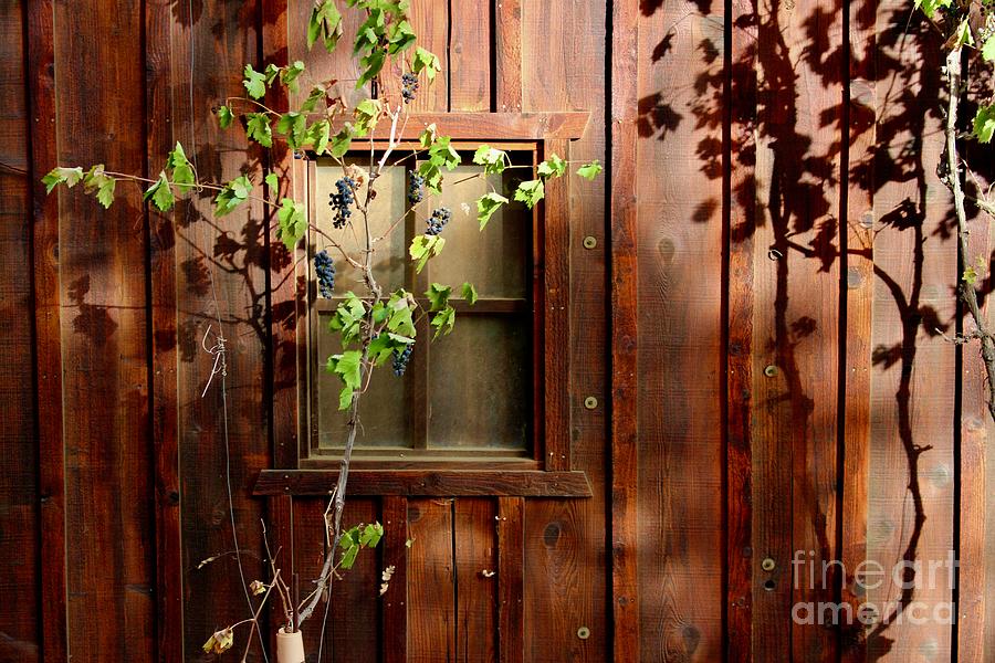 Wall Window Plants and Shadows Photograph by Katherine Erickson