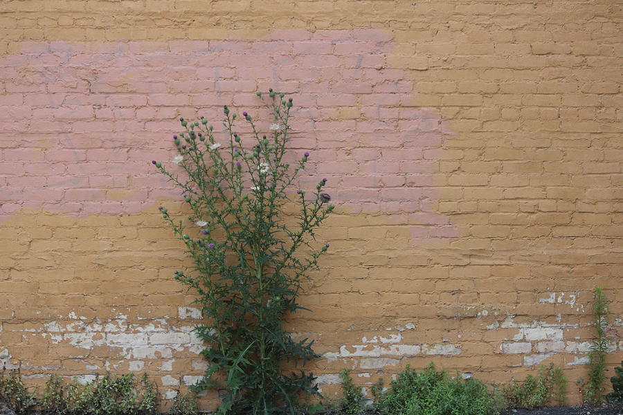 Thistle Photograph - Wall With Large Thistle by Callen Harty Thistle Photograph - Wall With Large Thistle by Callen Harty