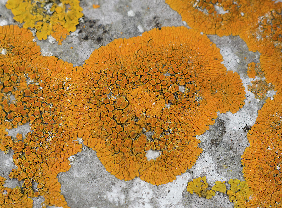 Wall with Lichen Photograph by John Farley