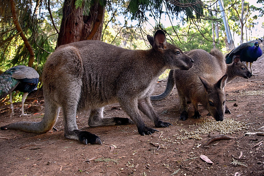 Wallabies Photograph by Andrei SKY