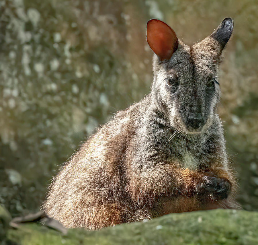Wallaby 1021-1 Photograph by Deidre Elzer-Lento