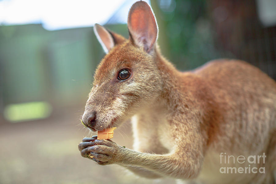 Wallaby eating Australia Photograph by Benny Marty