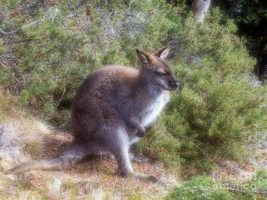 Wallaby Photograph by Elaine Teague