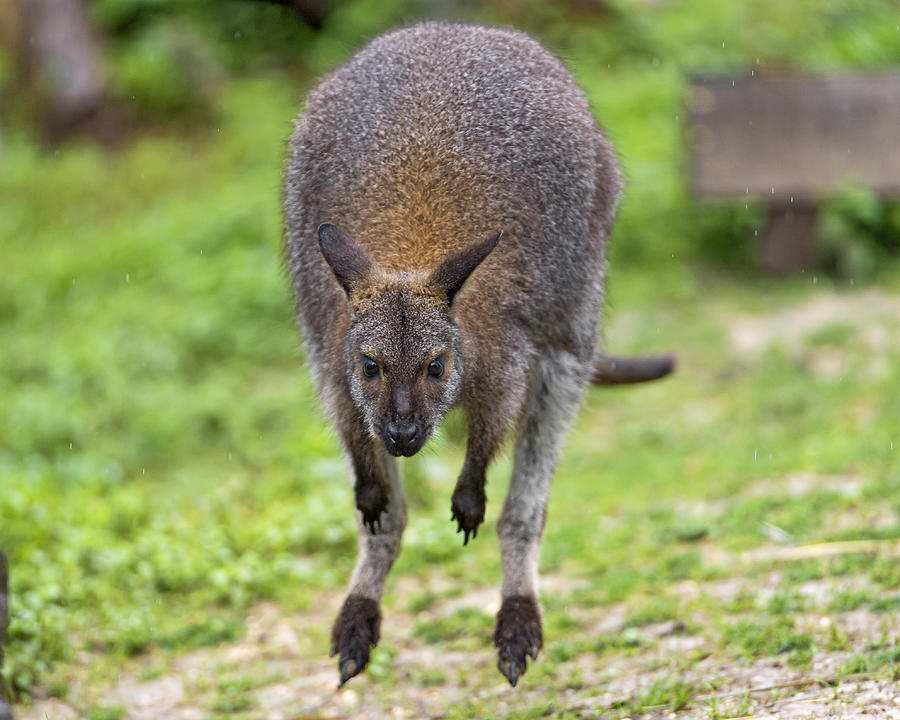 Wallaby jumping Photograph by Picture by Tambako the Jaguar