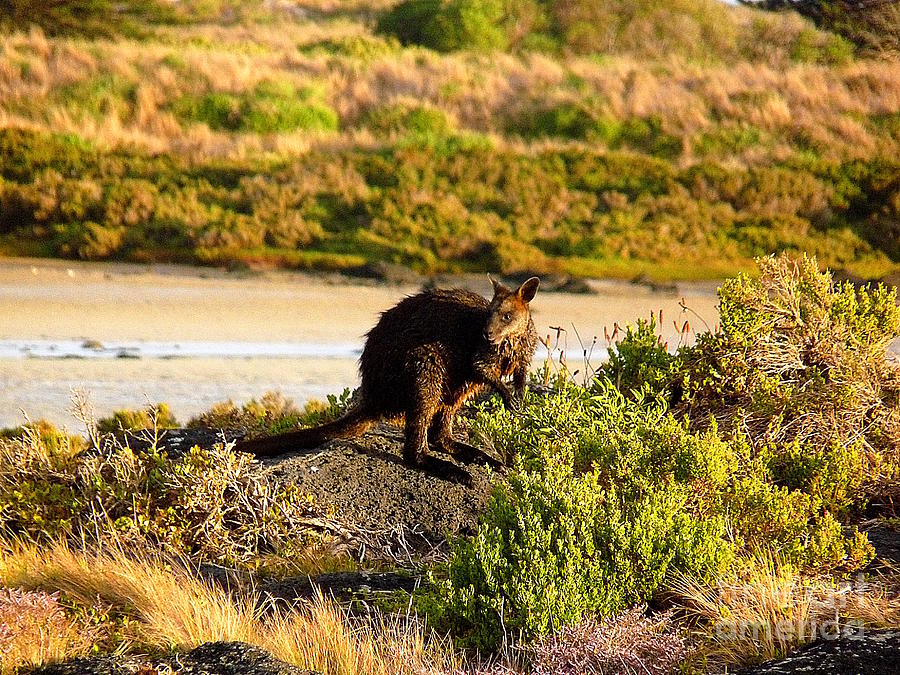Wallaby On The Riverside Photograph