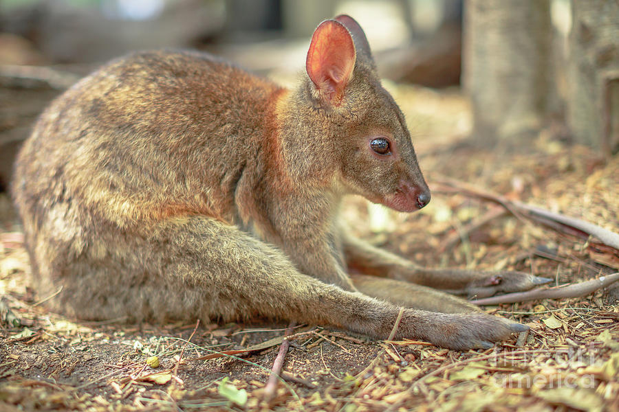 Wallaby sitting on ground Photograph by Benny Marty