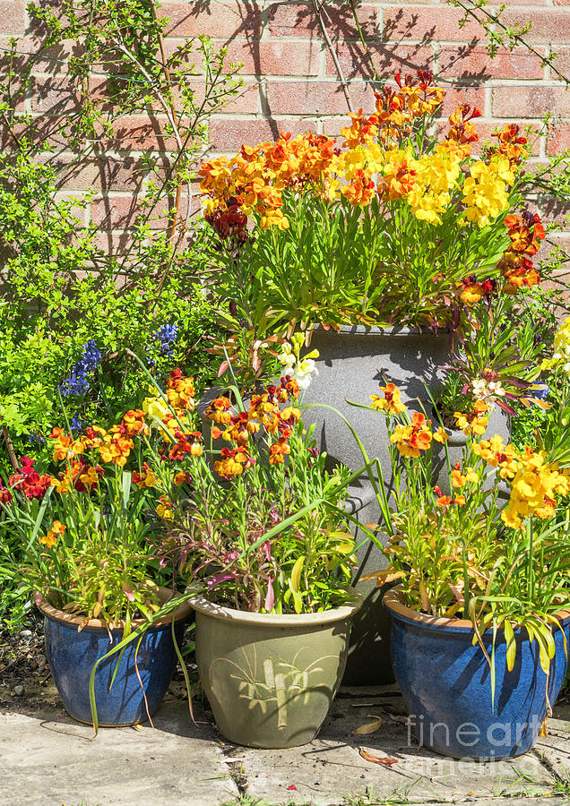 Wallflowers growing in containers Photograph by Bryan Attewell