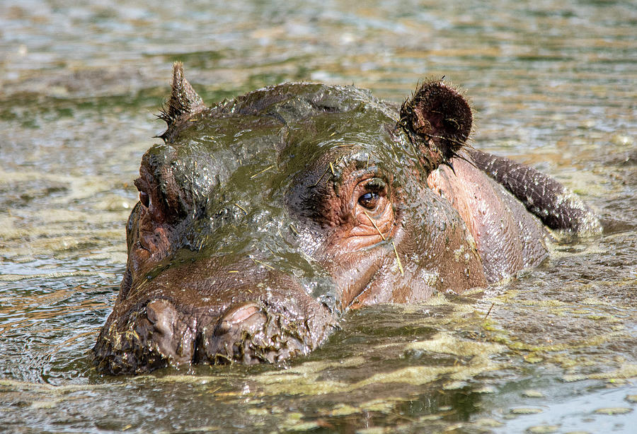 Wallowing Hippo Photograph by Fiona Etkin - Fine Art America