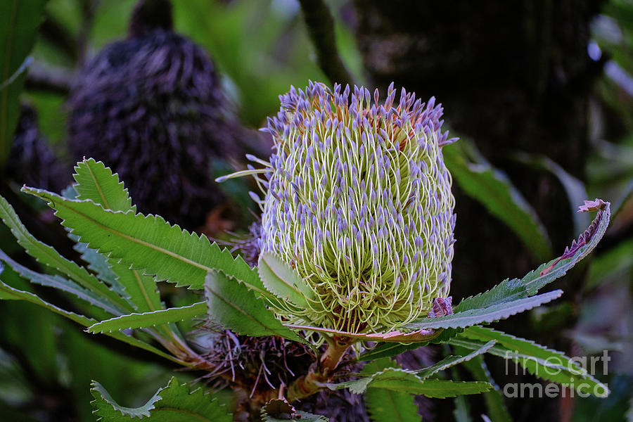 Wallum Banksia Flower Photograph by Neil Maclachlan