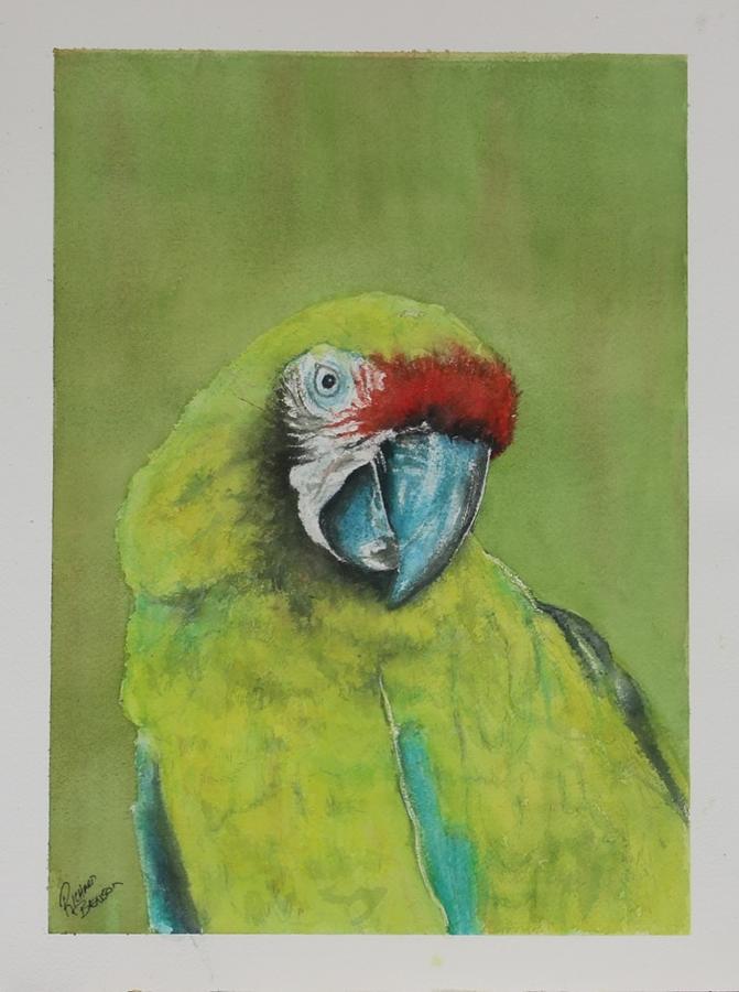 Wallyn the Parrot Painting by Richard Benson