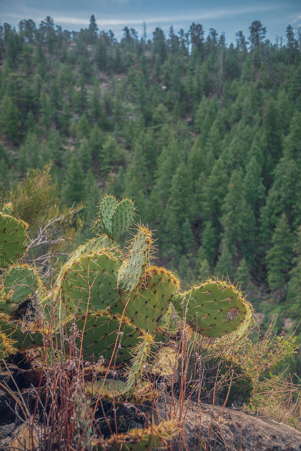 Walnut Canyon Cactus Photograph by Ray Devlin
