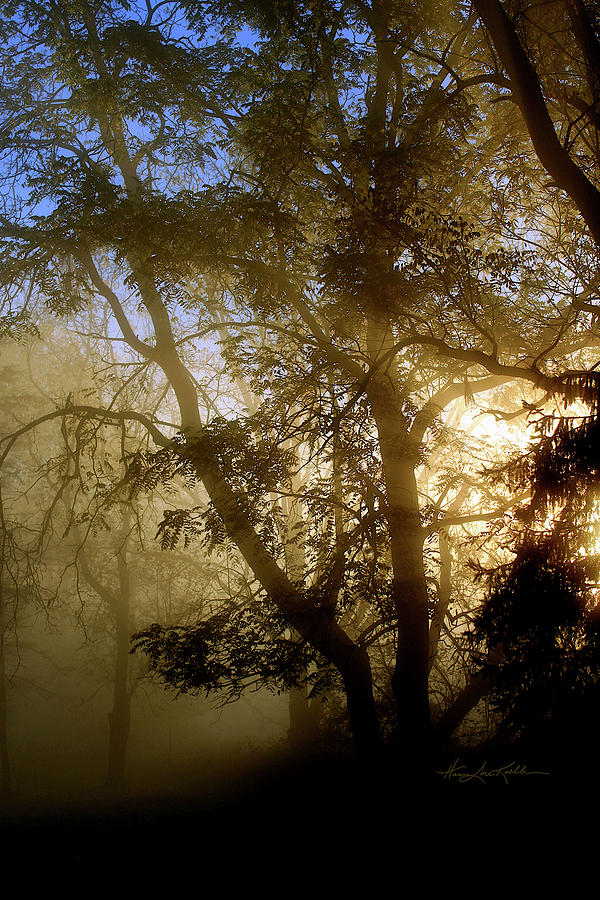 Tree Photograph - Walnut Grove Dawn by Hanne Lore Koehler