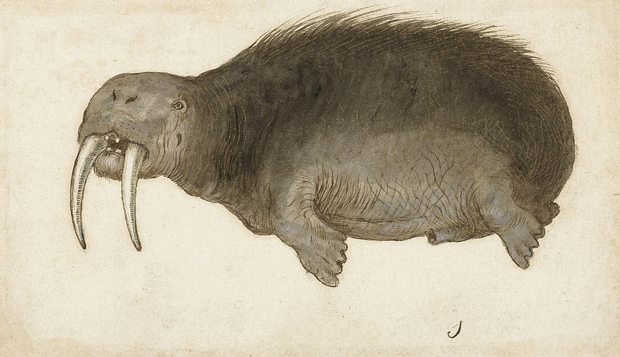 Walrus Drawing by Anonymous
