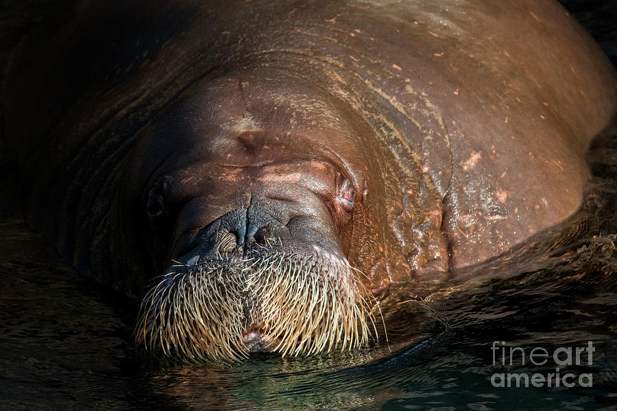 Walrus Photograph by Arterra Picture Library