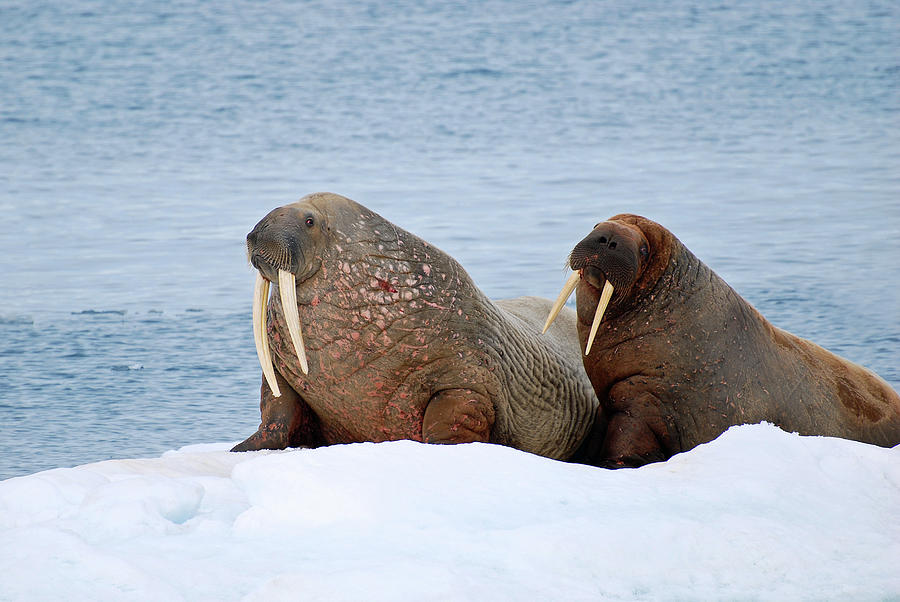 Walrus at the Antarctic. Photograph by Richard Johnson - Fine Art America