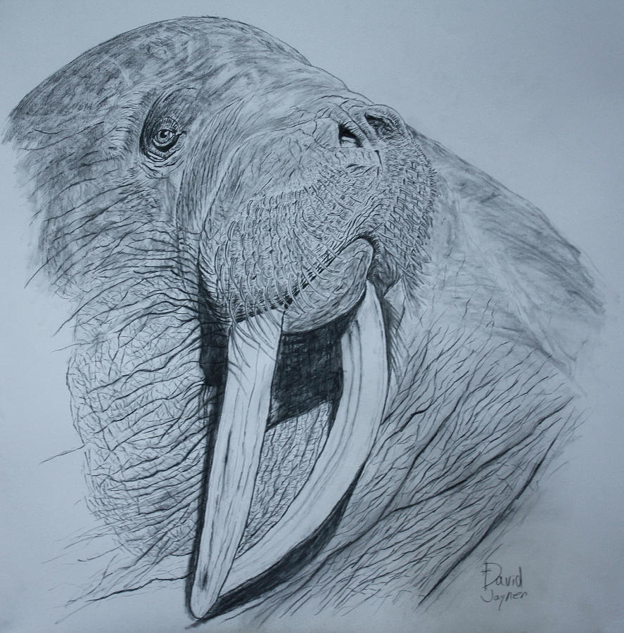 Walrus Drawing by David Joyner
